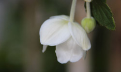 Lonely Flower