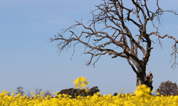 Dead tree in a mustard field